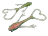 4” Alpha Frog